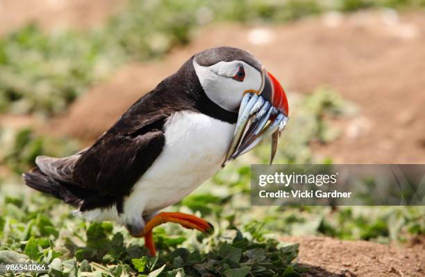 atlantic puffin (fratercula arctica) with sand eels, skomer island, wales, uk - dyfed stock pictures, royalty-free photos & images