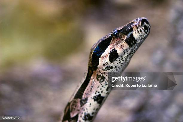 boa constrictor - indian python - fotografias e filmes do acervo