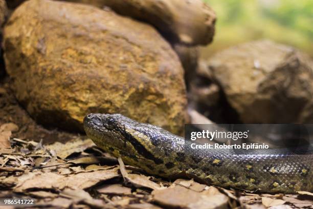 Boa Con 321 Boa Constrictor Close Up Stock Photos, High-Res Pictures, and ...