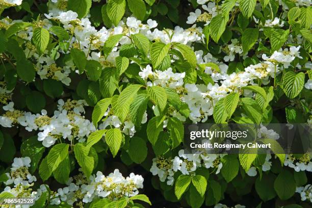 viburnum tomentosum in english garden. - haslemere stock pictures, royalty-free photos & images