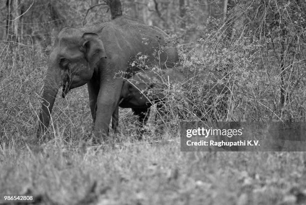 little tusker suckling - tusker stock pictures, royalty-free photos & images