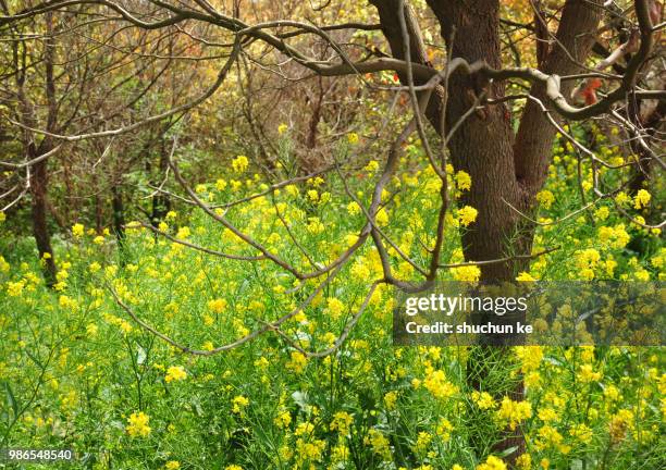 Rapre Tree 2 723 Rape Trees Stock Photos, High-Res Pictures, and Images - Getty Images