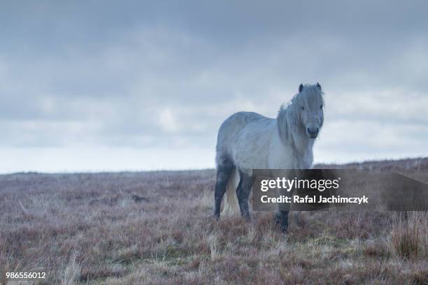 welsh mountain pony - welsh pony stock pictures, royalty-free photos & images