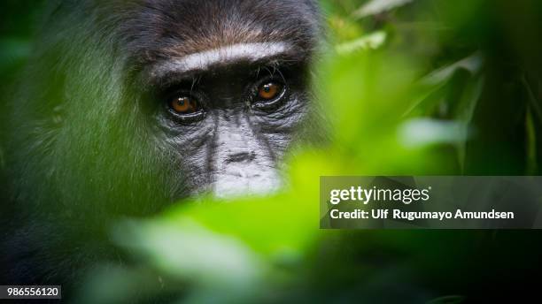 mountain gorilla - western lowland gorilla stock pictures, royalty-free photos & images