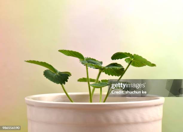 pot plant - pot plant stock pictures, royalty-free photos & images