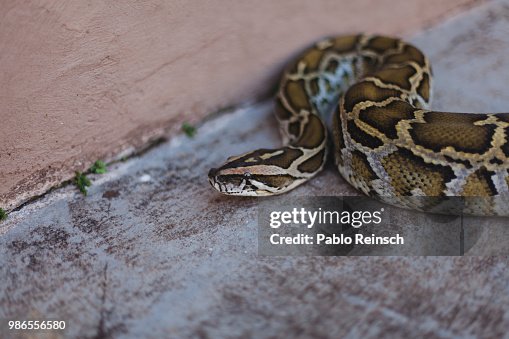 Python. Python.