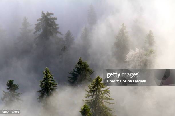 above the fog - lardelli stock-fotos und bilder