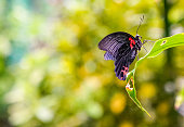 Common Mormon butterfly with copy space