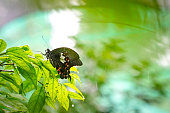 Common Mormon Butterfly with copy space