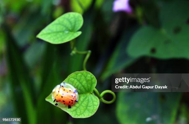 ladybugs story - dayak stock pictures, royalty-free photos & images