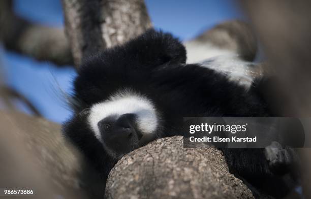 colobusrelaxed - black and white colobus stock pictures, royalty-free photos & images