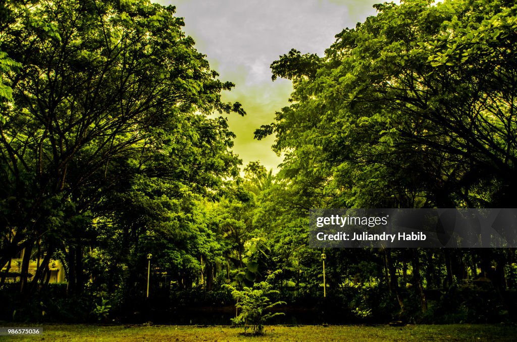 Tree Gathering
