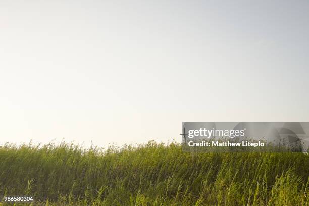 grass lands - matthew marsh stock pictures, royalty-free photos & images