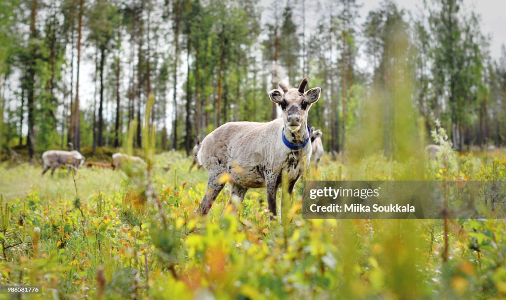 Reindeer