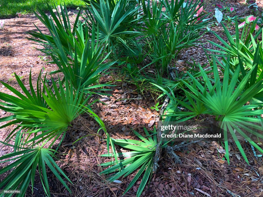 Saw palmetto plants