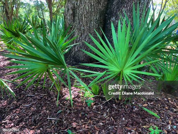 saw palmetto plants around a tree trunk - saw palmetto stock pictures, royalty-free photos & images