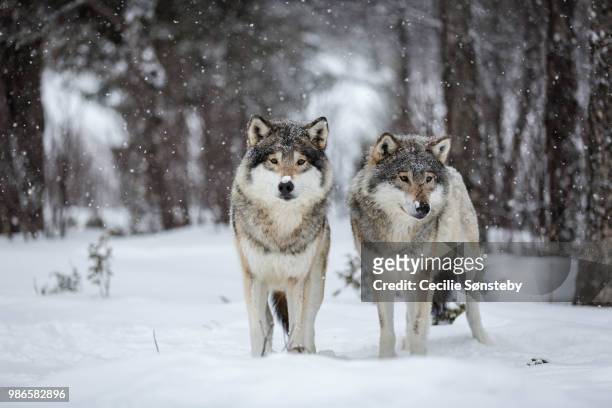 a pair of wolves in langedrag nature park in norway. - wolf stockfoto's en -beelden