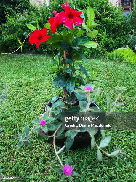 mandevilla and gomphrena flowers - mandevilla stock pictures, royalty-free photos & images