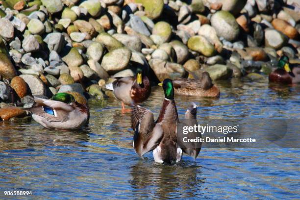 the flasher - flasher stock pictures, royalty-free photos & images