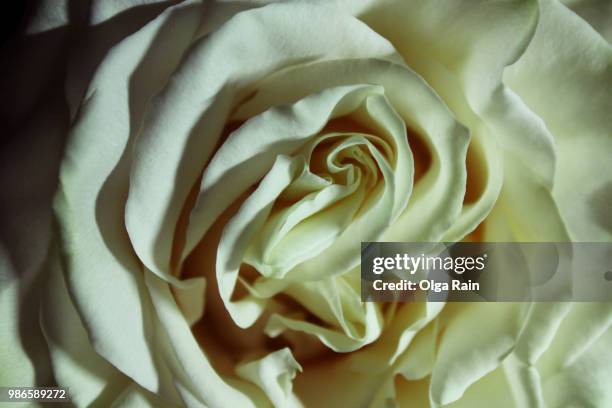 Ro Rosa 115 Ro Rosa Stock Photos, High-Res Pictures, and Images - Getty Images