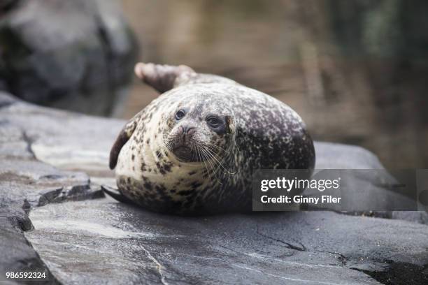 Red Rocks Seals 1,723 Seal Rock Stock Photos, High-Res Pictures, and Images - Getty Images