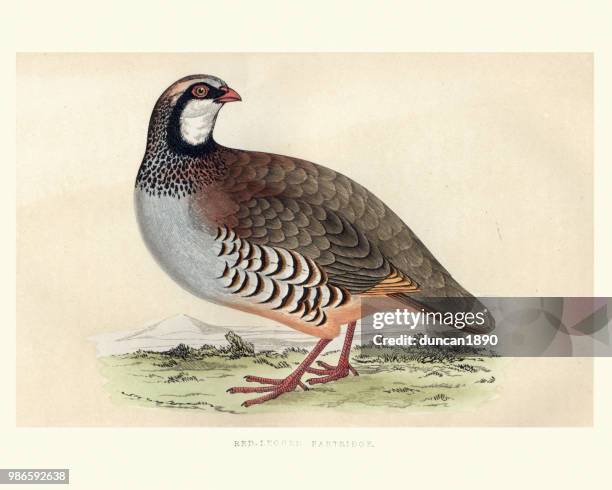 natural history, birds, red-legged partridge (alectoris rufa) - partridge stock illustrations