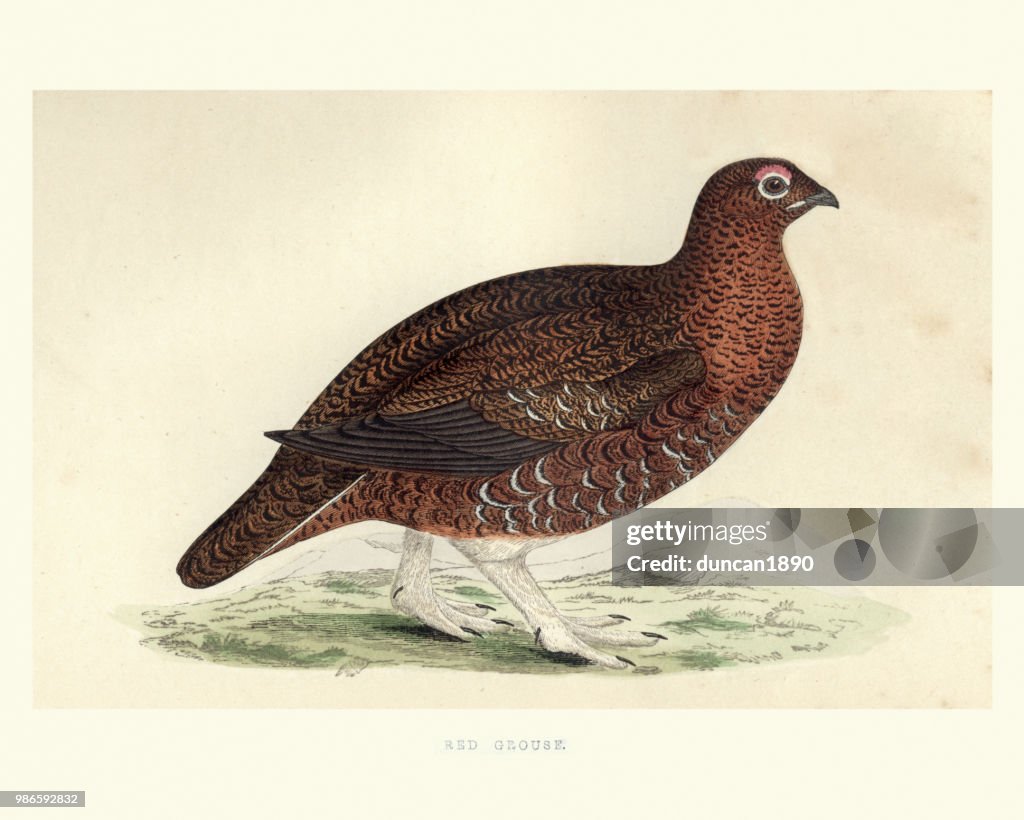 Natural history, red grouse, Lagopus lagopus scotica