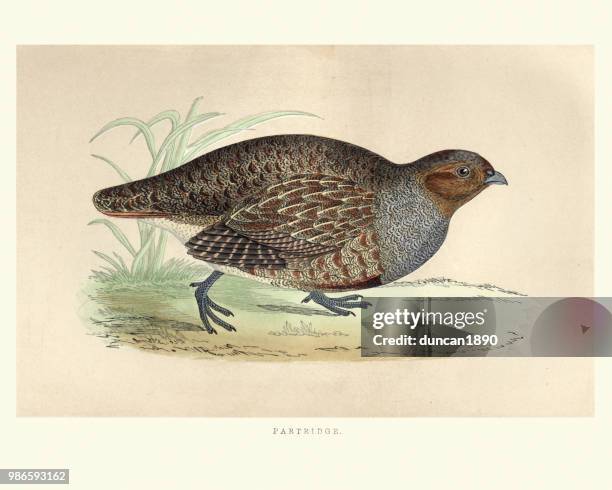 natural history, birds, grey partridge (perdix perdix) - perdix stock illustrations