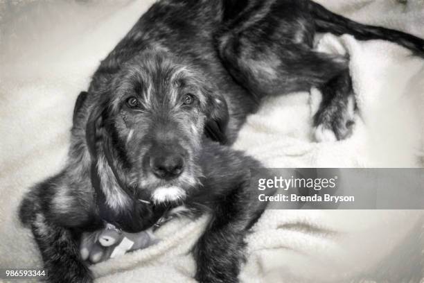 irish wolfhound puppy - ierse wolfhond stockfoto's en -beelden