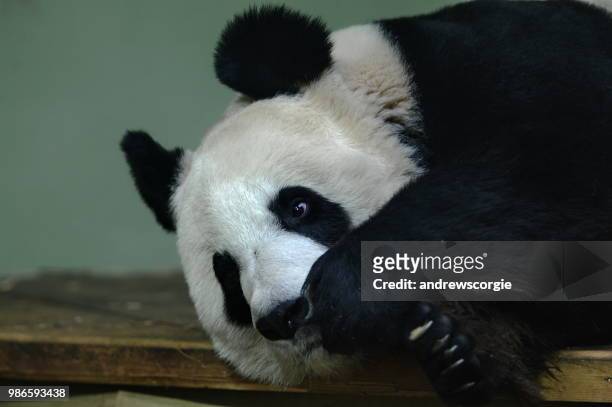 tian tian the giant panda - queen sofia attends official act for the conservation of giant panda bears stockfoto's en -beelden
