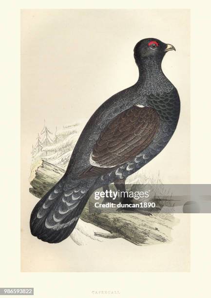 natural history, birds, western capercaillie (tetrao urogallus) - tetrao urogallus stock illustrations