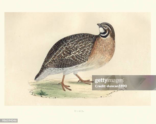 natural history, birds, common quail (coturnix coturnix) - quail bird stock illustrations