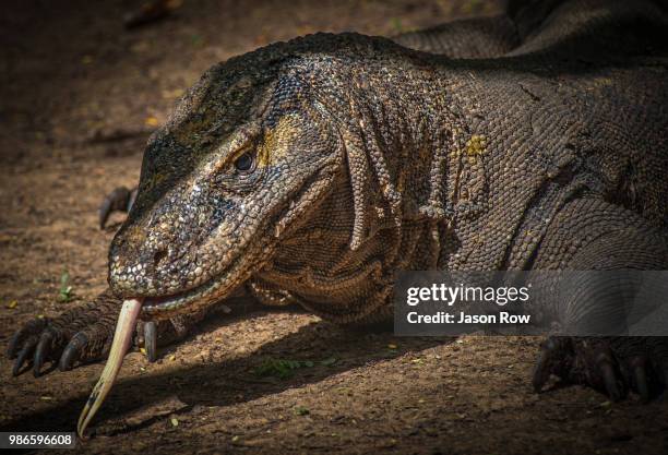 there be dragons - nusa tengara oriental imagens e fotografias de stock