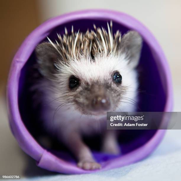 african pygmy hedgehog - insectivora stock pictures, royalty-free photos & images