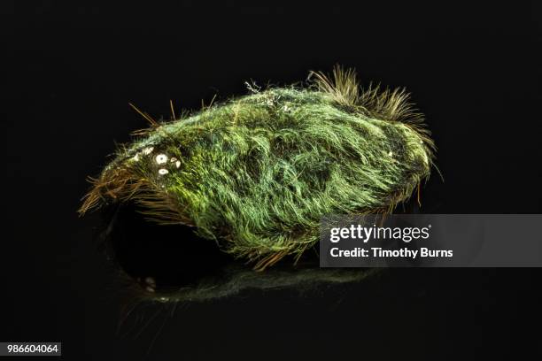 Rectangular Insect Molts 31 Spider Molt Stock Photos, High-Res Pictures, and Images - Getty Images