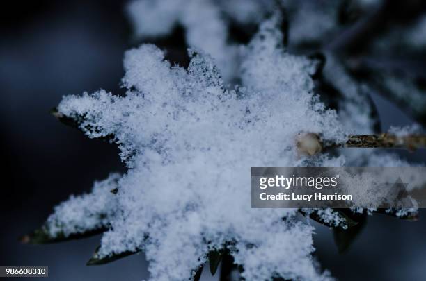 snow star - harrison wood stock pictures, royalty-free photos & images