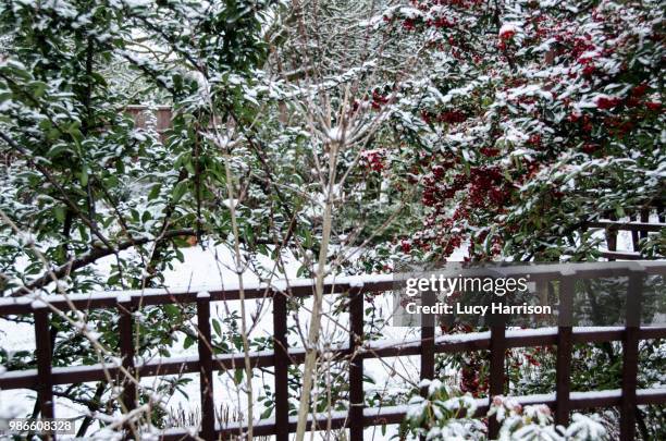 snow - harrison wood stock pictures, royalty-free photos & images