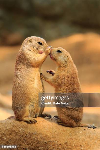 untitled - prairie dog stock-fotos und bilder