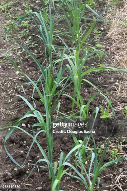 row of growing leek vegetable plants (allium ampeloprasum) - leek stock pictures, royalty-free photos & images