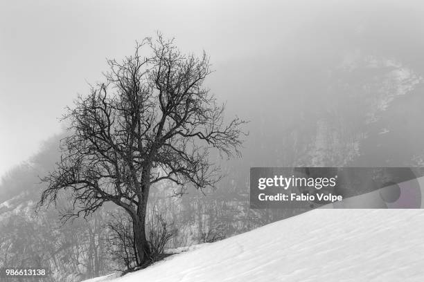 lost in the fog - volpe stock pictures, royalty-free photos & images