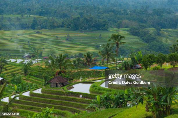 bali jatiluwih rice terrace iii - jatiluwih rice terraces stock pictures, royalty-free photos & images