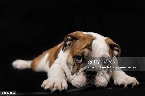 bulldog ingles - ongles stock pictures, royalty-free photos & images