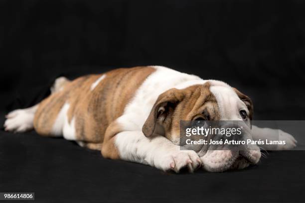 bulldog ingles - ongles stock pictures, royalty-free photos & images