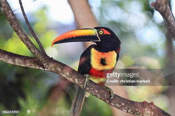 toucan bird costa rica - keel billed toucan stock pictures, royalty-free photos & images
