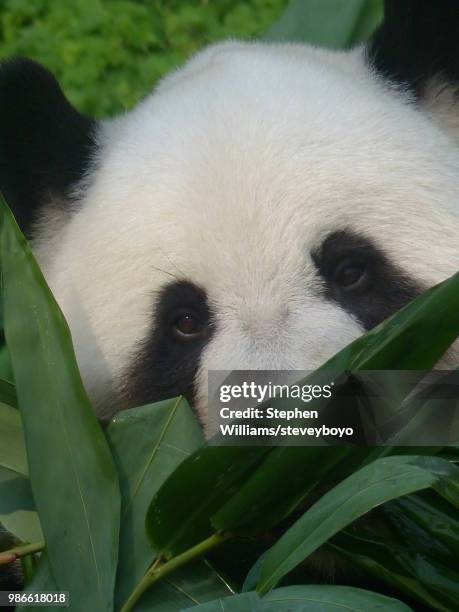 giant panda - queen sofia attends official act for the conservation of giant panda bears stockfoto's en -beelden