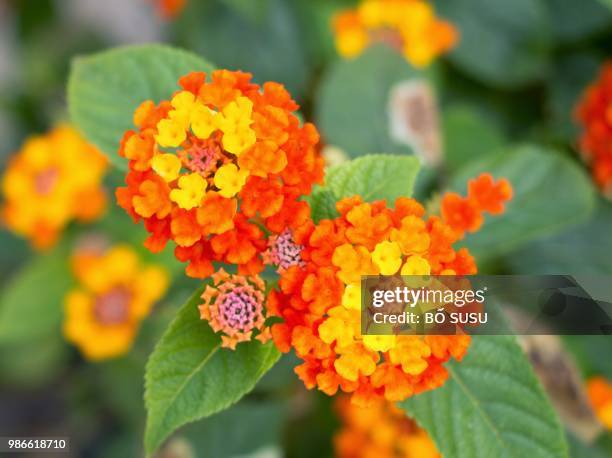 lantana camara - lantana camara stock pictures, royalty-free photos & images