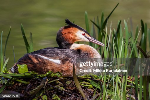 Nesting Nesting