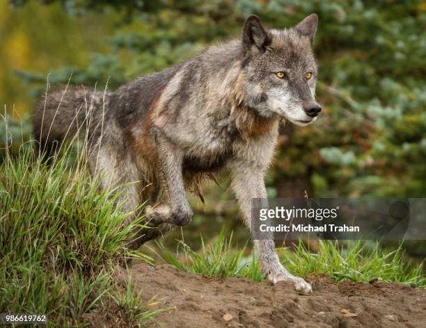 a prowling wolf. - michael wolf stock pictures, royalty-free photos & images