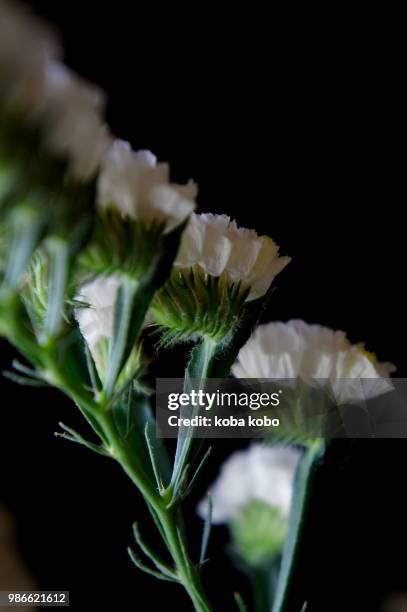 statice - plumbago stock pictures, royalty-free photos & images