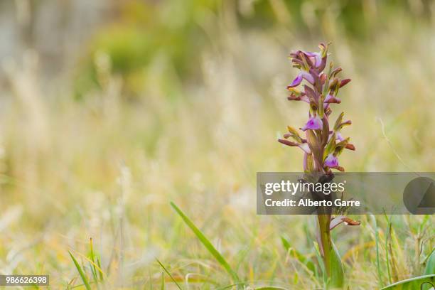 orchid collina - collina stock-fotos und bilder